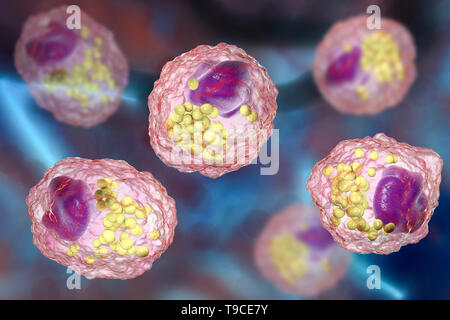 Macrophage cellule mousse, illustration Banque D'Images