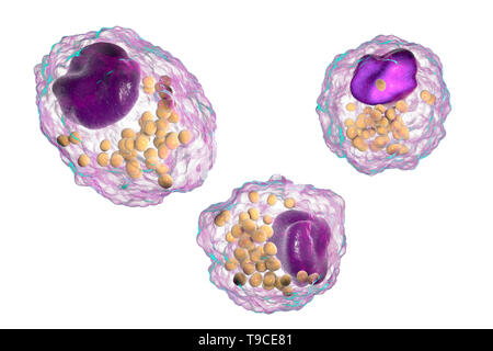 Macrophage cellule mousse, illustration Banque D'Images