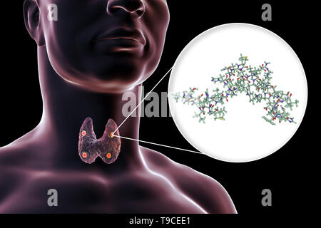Glandes parathyroïdes et l'hormone parathyroïdienne, illustration Banque D'Images