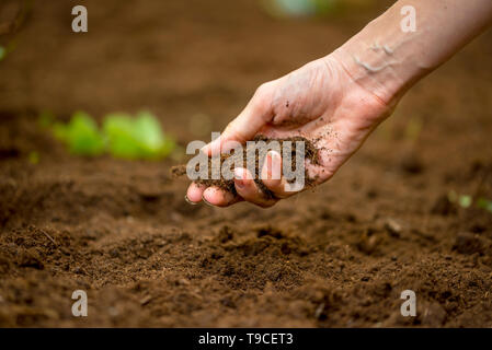 Close up de la main d'une femme tenant une poignée de sol fertile riche qui a été nouvellement creusé au cours ou travaillées dans un concept de conservation de la nature un Banque D'Images