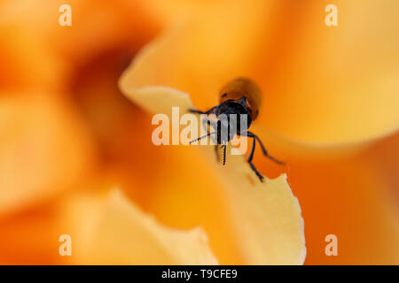 Ant de macro shot (Clytra Laeviuscula Coccinelle Sac) sur une fleur rose orange Banque D'Images