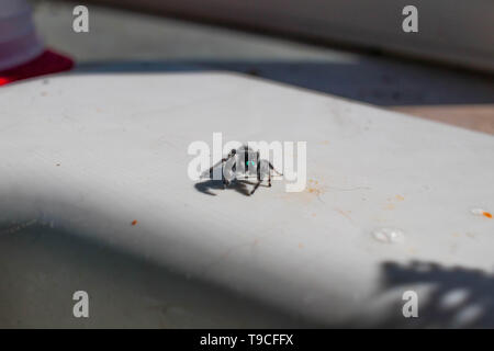 Un cavalier gras (Phidippus audax) se met dans une position défensive sur le côté d'un évier de cuisine en céramique. Banque D'Images