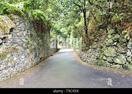 Entrée de la forêt laurifère Los Tilos sur La Palma, patrimoine mondial de l'Unesco et de l'attrait pour les marcheurs, le Laurisila 'forêt'. Banque D'Images