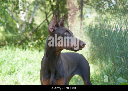 Femelle Dobermann marron et feu à l'extérieur à la recherche de quelque chose Banque D'Images