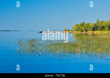 Roseaux sur le lac des Bois au nord de la rivière Rainny Ontario Canada Banque D'Images