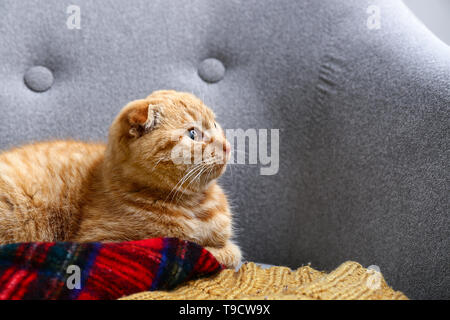 Scottish Fold Cute cat lying on sofa Banque D'Images