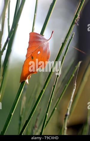 Feuille d'hêtre Automne Orange tombée pris dans un brin d'herbe. Paysage intime. Seaton Park, Old Aberdeen, Écosse, Royaume-Uni. Banque D'Images