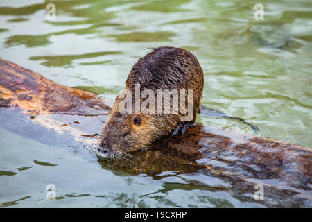 Brown (ragondin Rat River, le ragondin, lat. Myocastor coypus) par la rivière - Faune Banque D'Images