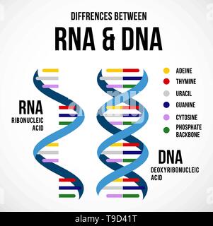 Différences entre l'ADN et l'arn. Vector icône scientifique spirale de l'ADN et l'ARN. Une illustration des différences dans la structure de l'ADN et ARN Illustration de Vecteur