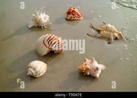 Différents types de beaux coquillages sur la plage de sable humide Banque D'Images