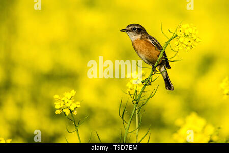 Le Sibérien ou stonechat (Saxicola maurus stonechat asiatique) est une nouvelle espèce de validé l'Ancien Monde famille (2012.1). Banque D'Images