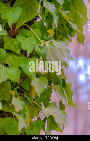 Vue rapprochée de la vigne luxuriante autour de la florissante brown tronc d'un arbre Banque D'Images
