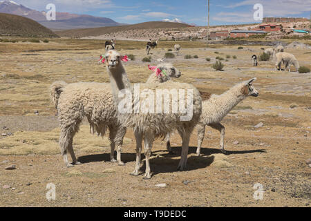 Les lamas sur l'altiplano, Salar de Uyuni, Bolivie Banque D'Images