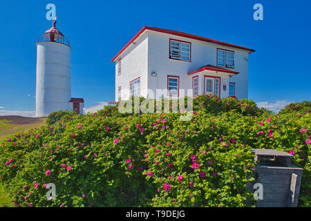 Le phare sur l'île de l'Isle-Verte dans le Saint-Laurent avec roses sauvages dans le premier plan, l'Isle-Verte Québec Canada Banque D'Images