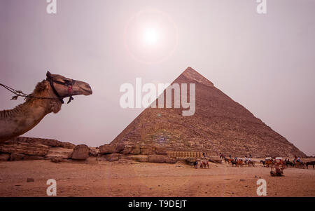 Des chameaux dans égyptien selles traditionnels colorés près des pyramides de Gizeh, Le Caire Banque D'Images