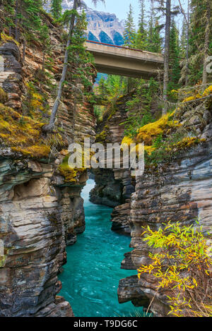 La rivière Athabasca aux chutes Athabasca. Montagnes Rocheuses canadiennes, Jasper National Park, Alberta, Canada Banque D'Images