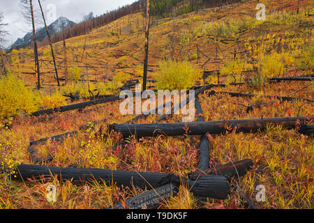 Couleurs d'automne au vieux graver à une gamme Sawback dans la vallée de la Bow, Banff National Park, Alberta, Canada Banque D'Images