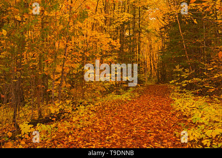 Chemin dans la forêt acadienne au feuillage de l'automne. Saint-come Nouveau-Brunswick Canada Banque D'Images