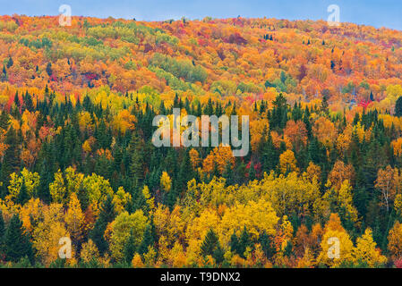 La forêt acadienne, à l'automne feuillage. Rolling hills. Saint-come Nouveau-Brunswick Canada Banque D'Images