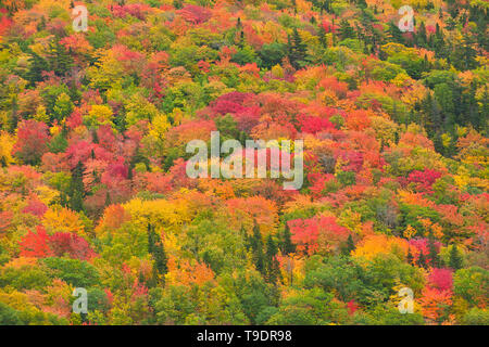 La forêt acadienne, à l'automne feuillage Parc National des Hautes Terres du Cap Breton en Nouvelle-Écosse, Canada Banque D'Images