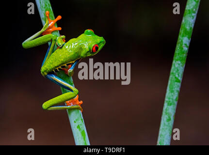 Red-eyed Tree Frog à propos de sauter Banque D'Images