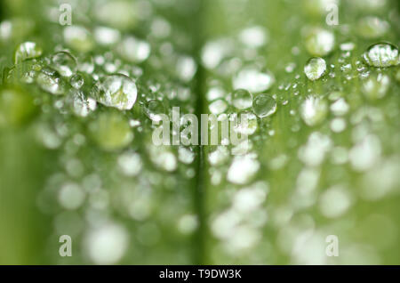 Les gouttelettes d'eau sur les feuilles Banque D'Images