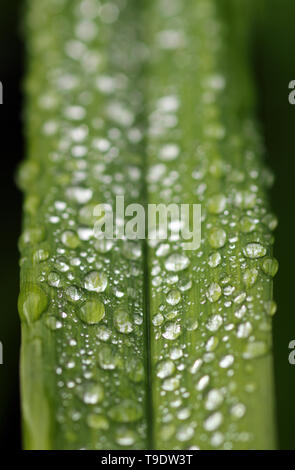 Les gouttelettes d'eau sur les feuilles Banque D'Images