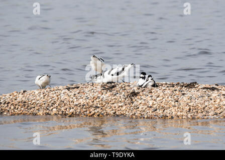 Avocettes (Recurvirostra avosetta) Banque D'Images