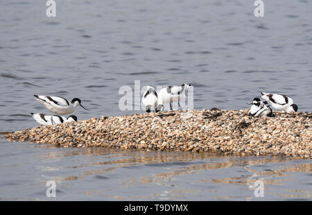 Avocettes (Recurvirostra avosetta) Banque D'Images