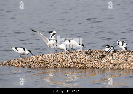 Avocettes (Recurvirostra avosetta) Banque D'Images