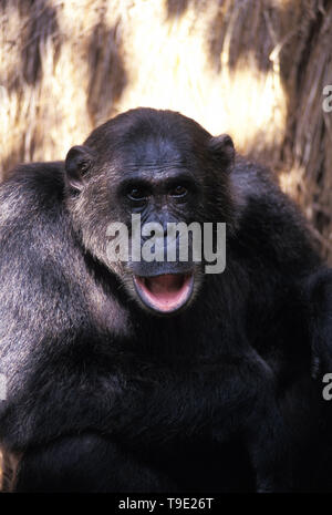 TOMA1-1105741 chimpanzé, Pan troglodytes, le Parc National de Gombe Stream, en Tanzanie, Afrique de l'Est Banque D'Images