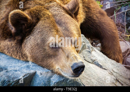 Portrait d'un ours brun eurasien, Ursus arctos arctos, reposant sur un rocher. Banque D'Images