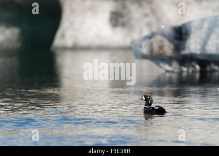 Le canard arlequin au glacier Jokusarlon lagon. L'arlequin plongeur (Histrionicus histrionicus) est un petit canard de mer. Il tient son nom de l'Arlequin plongeur (fre Banque D'Images