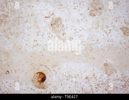 Résumé fond d'un solide mur lisse de tuf calcaire beige, dans lequel un fossile sous la forme d'Ammonite. Banque D'Images