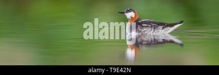 Le phalarope à bec étroit (Phalaropus lobatus) est un petit échassier. Cette becétroit se reproduit dans les régions arctiques de l'Amérique du Nord et en Eurasie. Il est migrat Banque D'Images