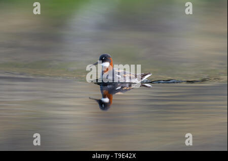 Le phalarope à bec étroit (Phalaropus lobatus) est un petit échassier. Cette becétroit se reproduit dans les régions arctiques de l'Amérique du Nord et en Eurasie. Il est migrat Banque D'Images