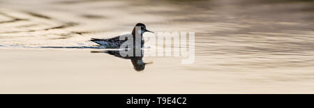 Le phalarope à bec étroit (Phalaropus lobatus) est un petit échassier. Cette becétroit se reproduit dans les régions arctiques de l'Amérique du Nord et en Eurasie. Il est migrat Banque D'Images