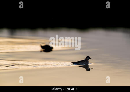 Le phalarope à bec étroit (Phalaropus lobatus) est un petit échassier. Cette becétroit se reproduit dans les régions arctiques de l'Amérique du Nord et en Eurasie. Il est migrat Banque D'Images