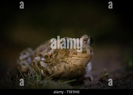 Crapaud, syrien Pelobates syriacus,sur façon d'étang d'élevage, le ressort en Bulgarie Banque D'Images