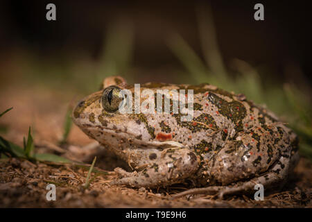 Crapaud, syrien Pelobates syriacus,sur façon d'étang d'élevage, le ressort en Bulgarie Banque D'Images