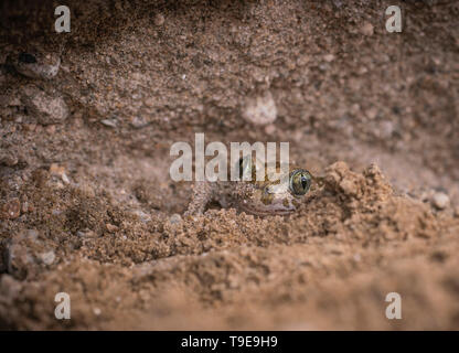 Crapaud, syrien Pelobates syriacus,à partir d'enterrer elle-même dans un banc de sable, le ressort en Bulgarie Banque D'Images