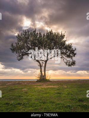 Image d'un arbre isolé contre une plage et un ciel dramatique au coucher du soleil. Banque D'Images