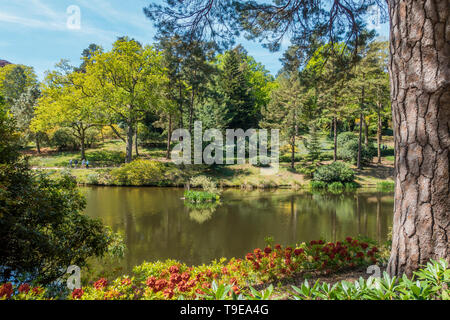 Leonardslee jardins et lacs,Sussex,Angleterre,Azalées,The Rock Garden Banque D'Images
