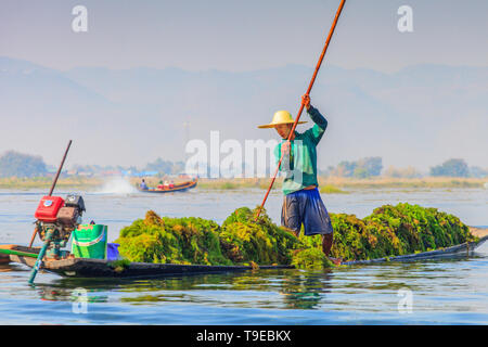 La récolte d'algues dans le lac Inle. Myanmar Banque D'Images