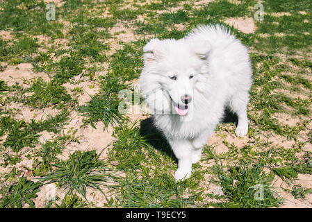 Chien Samoyède Blanc moelleux dans la rue dans le contexte de l'herbe verte. Samoyède chien pour une promenade dans l'été. Chien blanc Banque D'Images