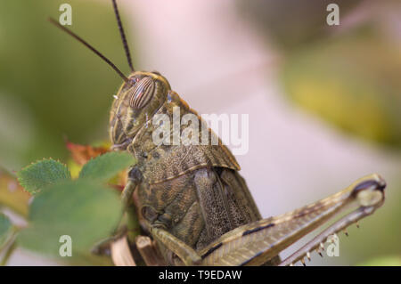 Close-up of a striped-eyed, sauterelle Eyprepocnemis plorans (Pleurant) sauterelle Banque D'Images