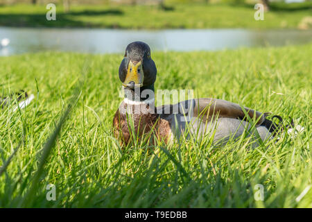 Canard colvert assis dans l'herbe sur une journée ensoleillée Banque D'Images