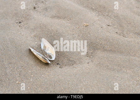 Mollusque coquillage s'est échoué sur une plage de sable à Cornwall. Shell isolés, l'isolement, l'isolement, tout seul, sur lonesome, conchyliologie. Banque D'Images