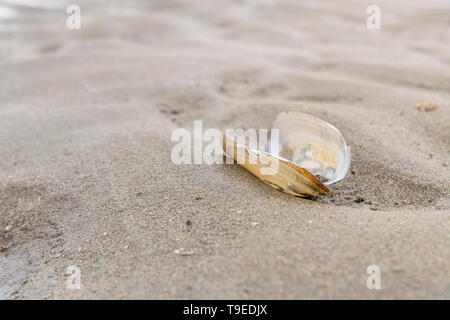 Mollusque coquillage s'est échoué sur une plage de sable à Cornwall. Shell isolés, l'isolement, l'isolement, tout seul, sur lonesome, conchyliologie. Banque D'Images
