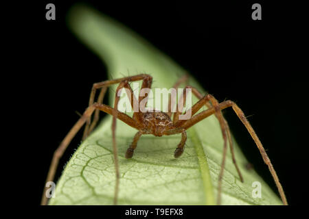 Phylodromidae Sp. mâle posant araignée sur feuille verte Banque D'Images